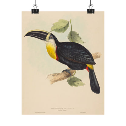 Tropical Toucan - Vintage Birdwatcher Art Print - Matte Vertical Poster - Elegant Bird Wall Art for Nature Lovers