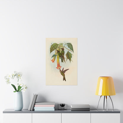 Hummingbird Botanical Art Print - Matte Vertical Poster - Nature Inspired Wall Art - Vintage Bird Watcher Art