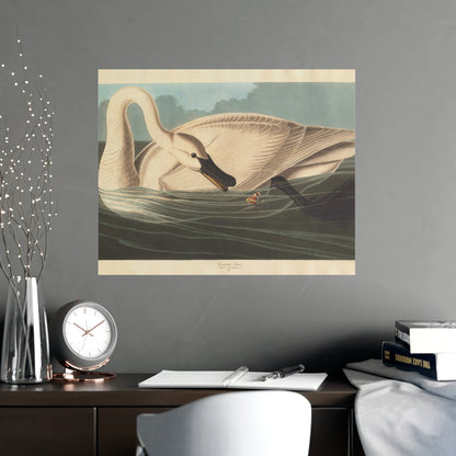 Trumpeter Swan - Audubon Fine Art Poster