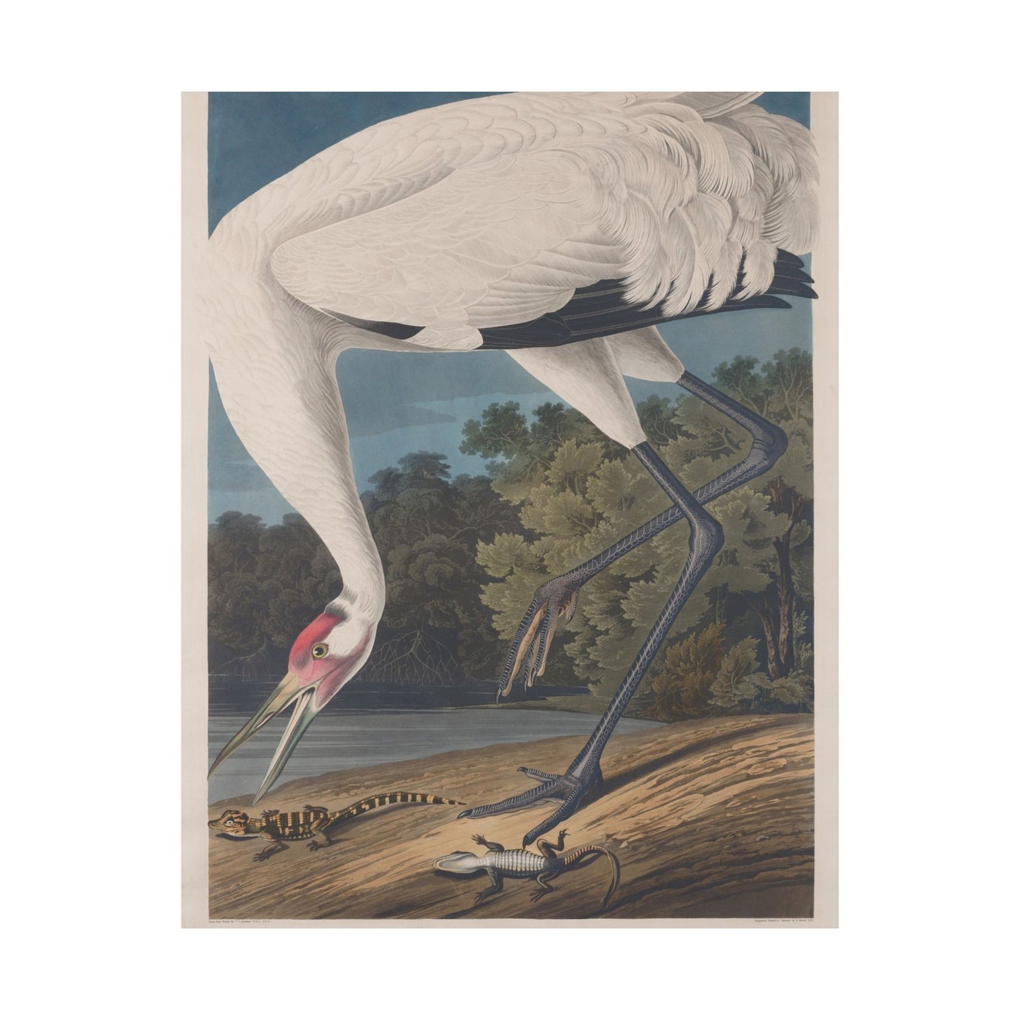 Crane in the Glades - Vintage Fine Art Print - Art Print - Poster for Nature Lovers & Birdwatchers