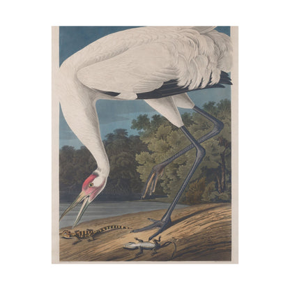 Crane in the Glades - Vintage Fine Art Print - Art Print - Poster for Nature Lovers & Birdwatchers
