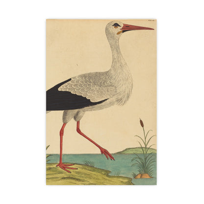 White Stork - Vintage Natural History Fine Art Poster