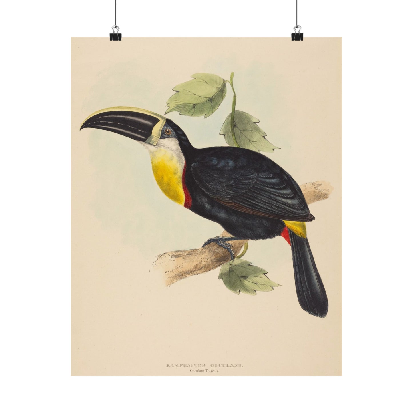 Tropical Toucan - Vintage Birdwatcher Art Print - Matte Vertical Poster - Elegant Bird Wall Art for Nature Lovers