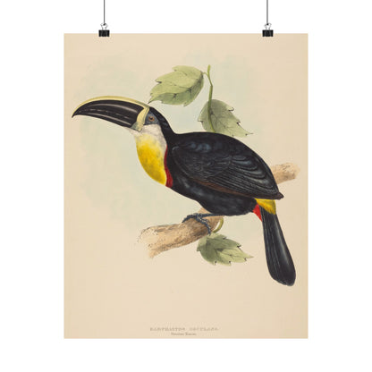 Tropical Toucan - Vintage Birdwatcher Art Print - Matte Vertical Poster - Elegant Bird Wall Art for Nature Lovers