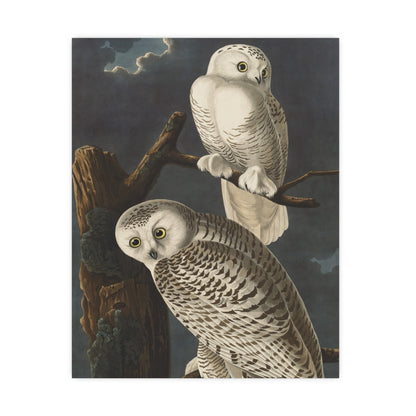 Snowy Owl - Audubon Birds - Fine Art Print