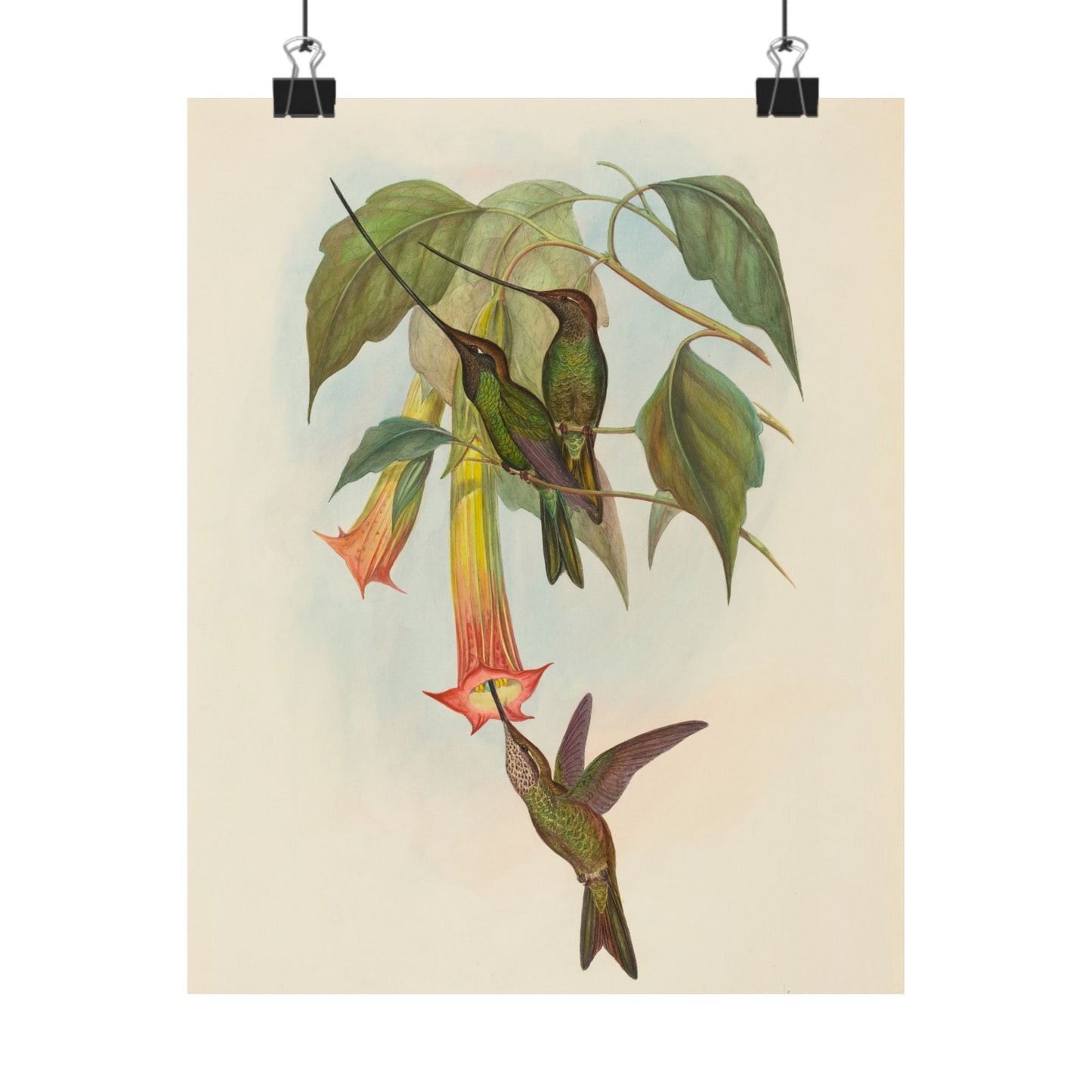Hummingbird Botanical Art Print - Matte Vertical Poster - Nature Inspired Wall Art - Vintage Bird Watcher Art