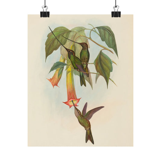 Hummingbird Botanical Art Print - Matte Vertical Poster - Nature Inspired Wall Art - Vintage Bird Watcher Art
