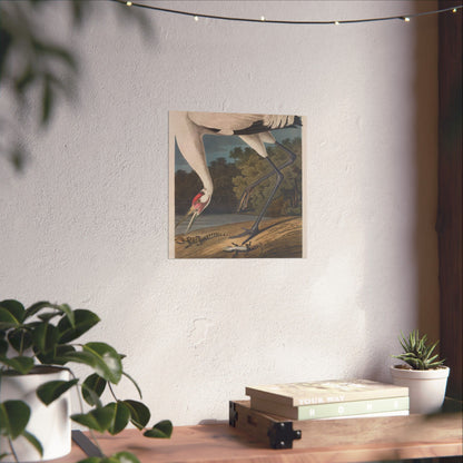 Crane in the Glades - Vintage Fine Art Print - Art Print - Poster for Nature Lovers & Birdwatchers