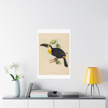Tropical Toucan - Vintage Birdwatcher Art Print - Matte Vertical Poster - Elegant Bird Wall Art for Nature Lovers