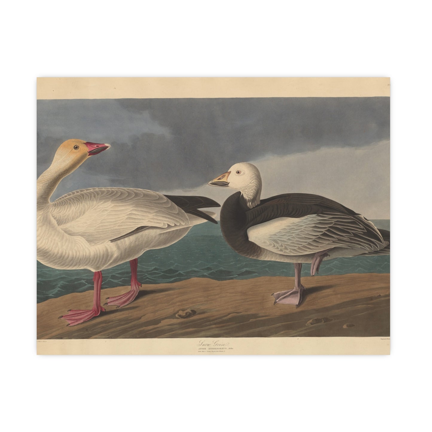 Snow Goose - Audubon Fine Art Poster