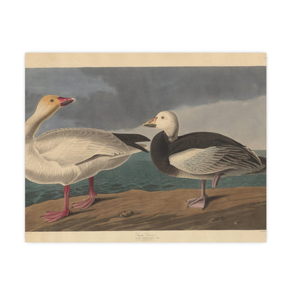 Snow Goose - Audubon Fine Art Poster