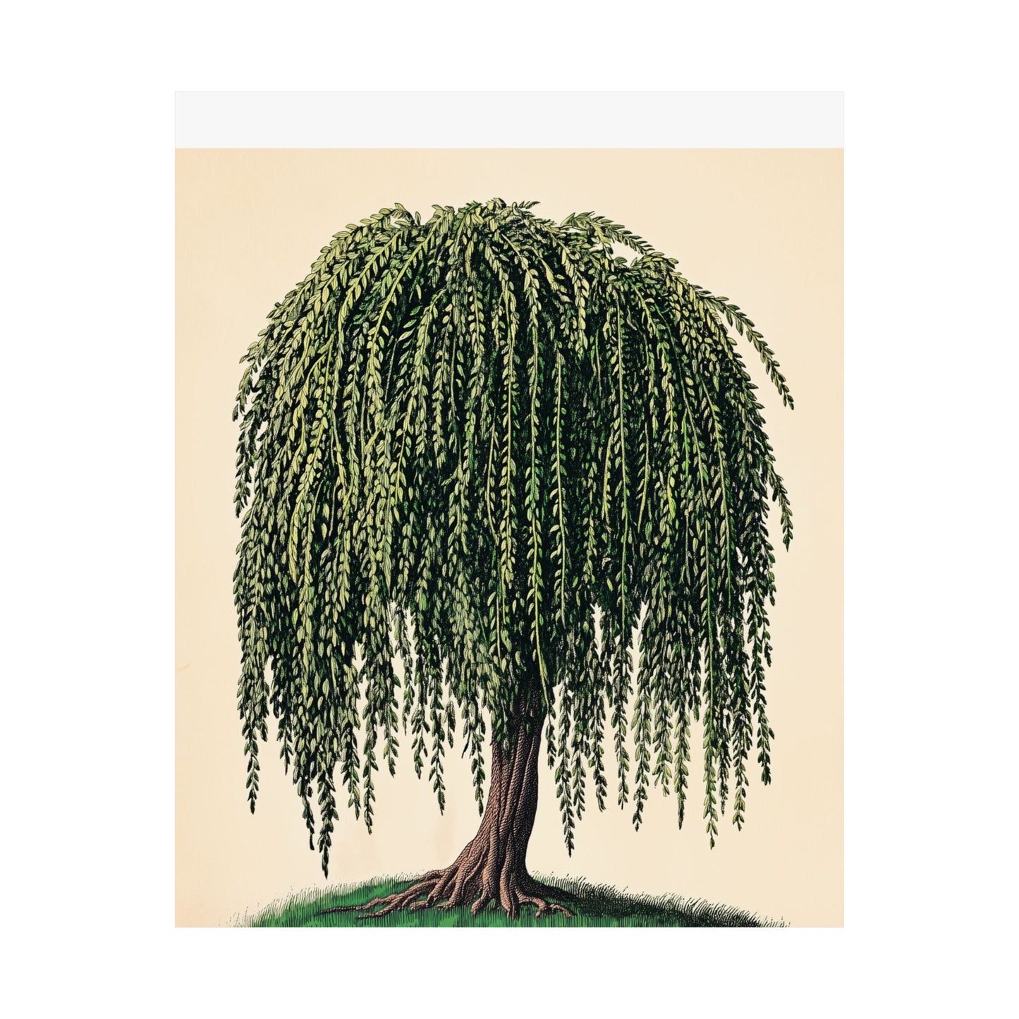 Weeping Willow Vintage Botanical Art Print - Matte Poster - Vintage Botanical Wall Art