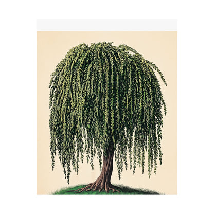Weeping Willow Vintage Botanical Art Print - Matte Poster - Vintage Botanical Wall Art
