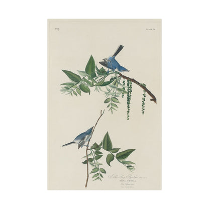Vintage Bluebirds Botanical Print - Nature-Inspired Art - Matte Vertical Poster with Bluebirds