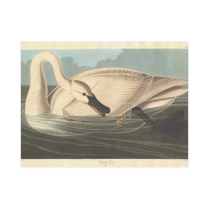 Trumpeter Swan - Audubon Fine Art Poster