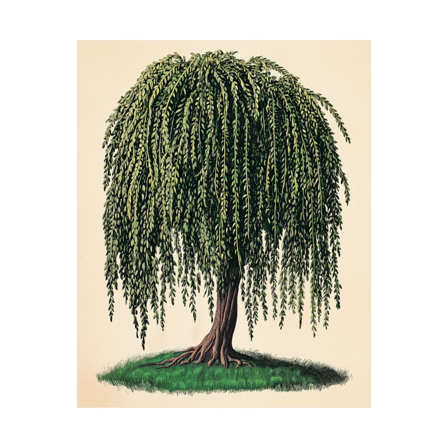 Weeping Willow Vintage Botanical Art Print - Matte Poster - Vintage Botanical Wall Art
