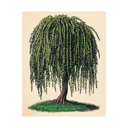 Weeping Willow Vintage Botanical Art Print - Matte Poster - Vintage Botanical Wall Art