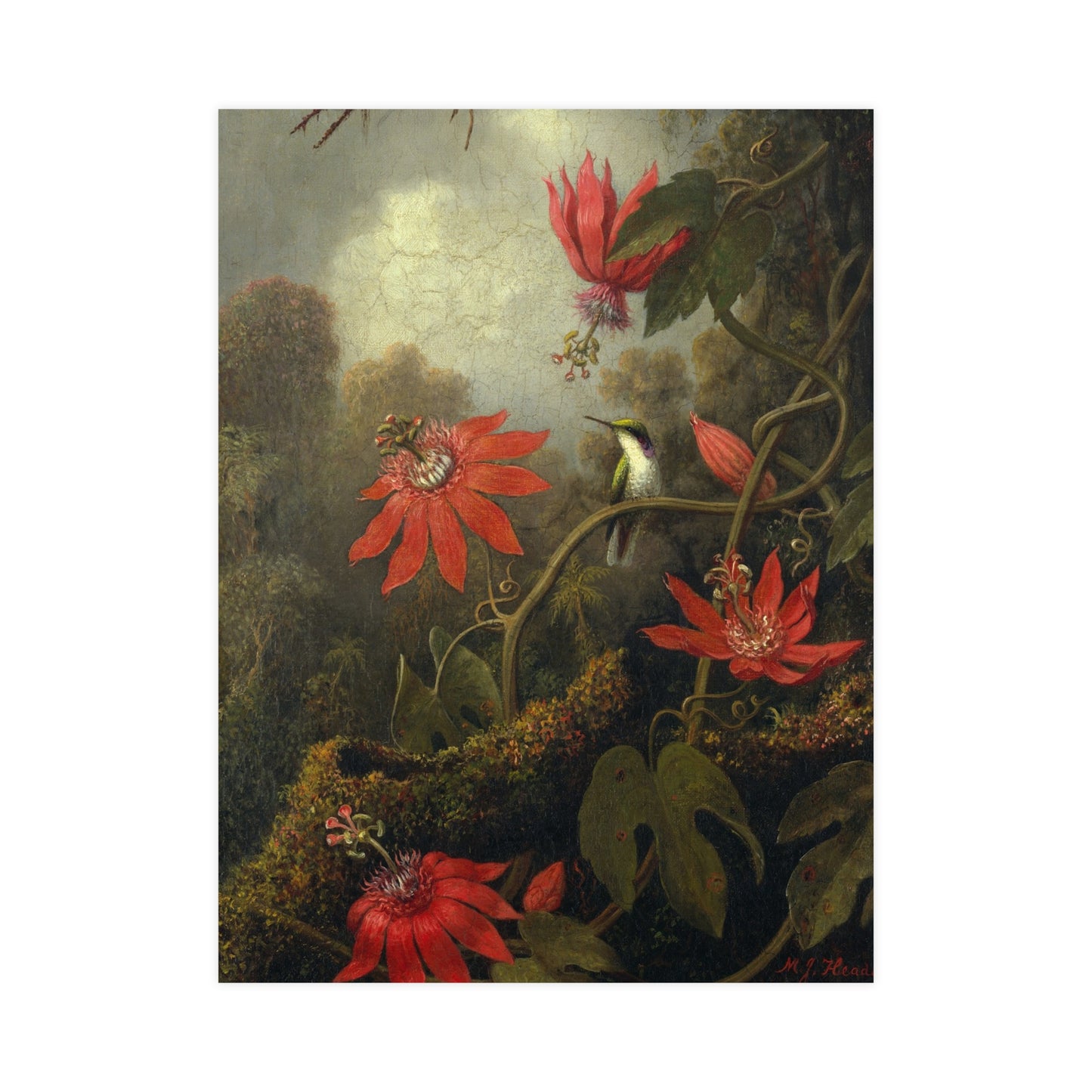Hummingbird in Lush Tropical Landscape - Museum Collection - Fine Art Poster