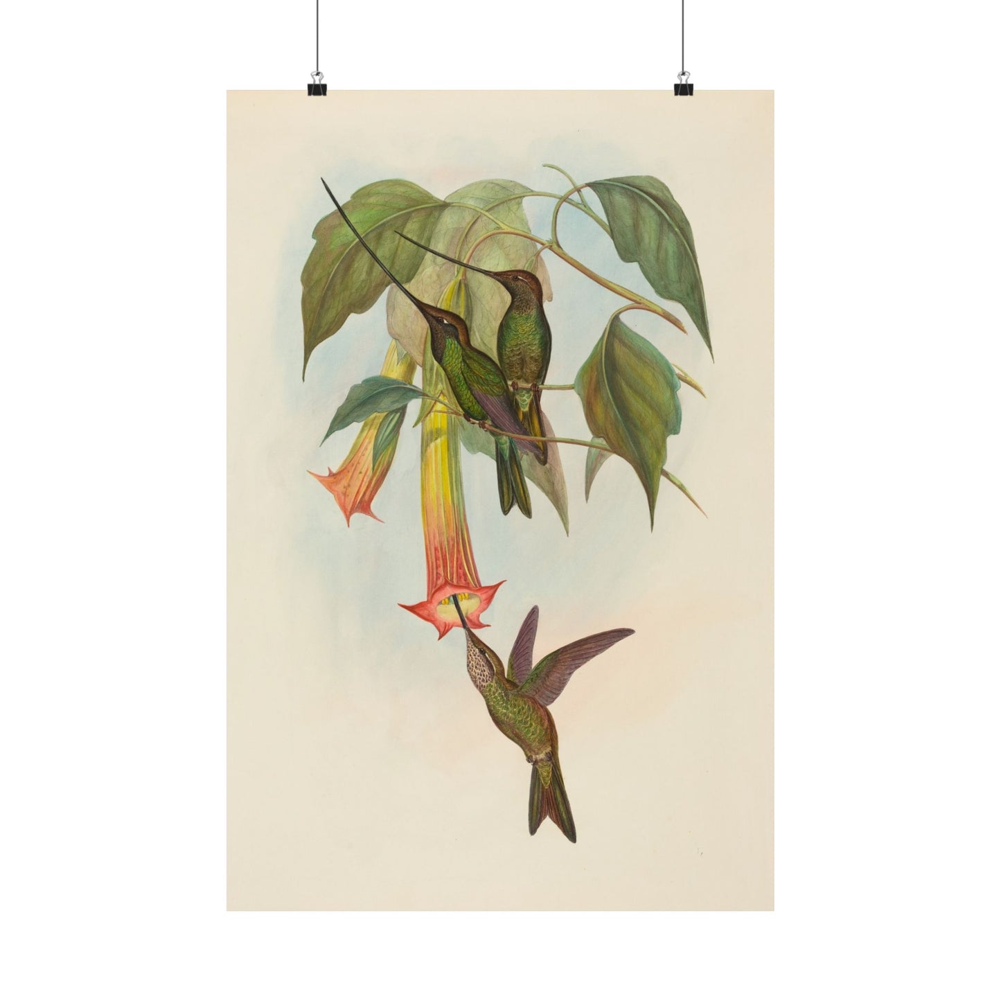 Hummingbird Botanical Art Print - Matte Vertical Poster - Nature Inspired Wall Art - Vintage Bird Watcher Art