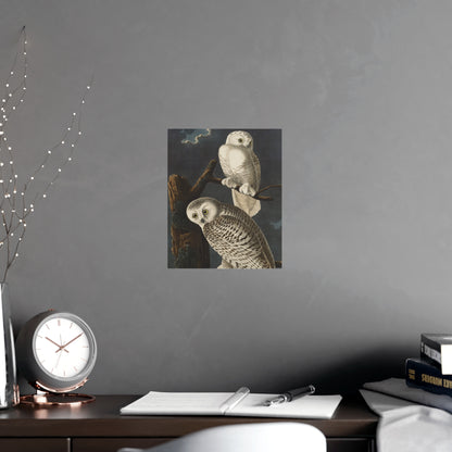 Snowy Owl - Audubon Birds - Fine Art Print
