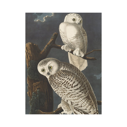 Snowy Owl - Audubon Birds - Fine Art Print
