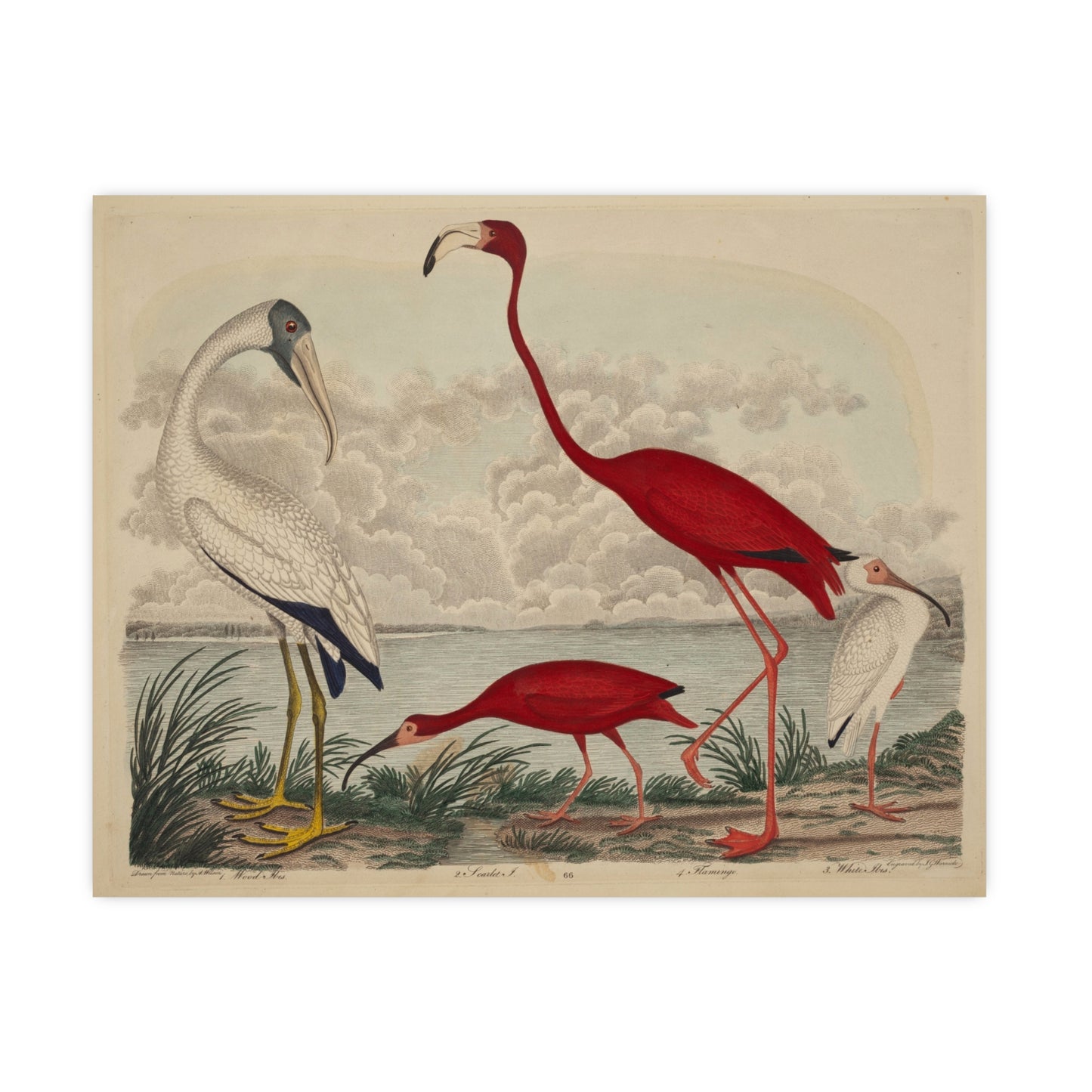 Scarlet Ibis and Flamingo - Vintage Bird Fine Art Poster