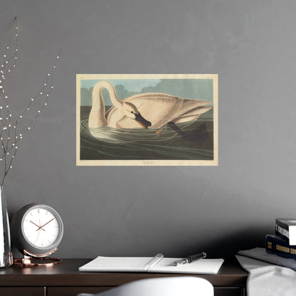 Trumpeter Swan - Audubon Fine Art Poster