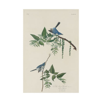 Vintage Bluebirds Botanical Print - Nature-Inspired Art - Matte Vertical Poster with Bluebirds