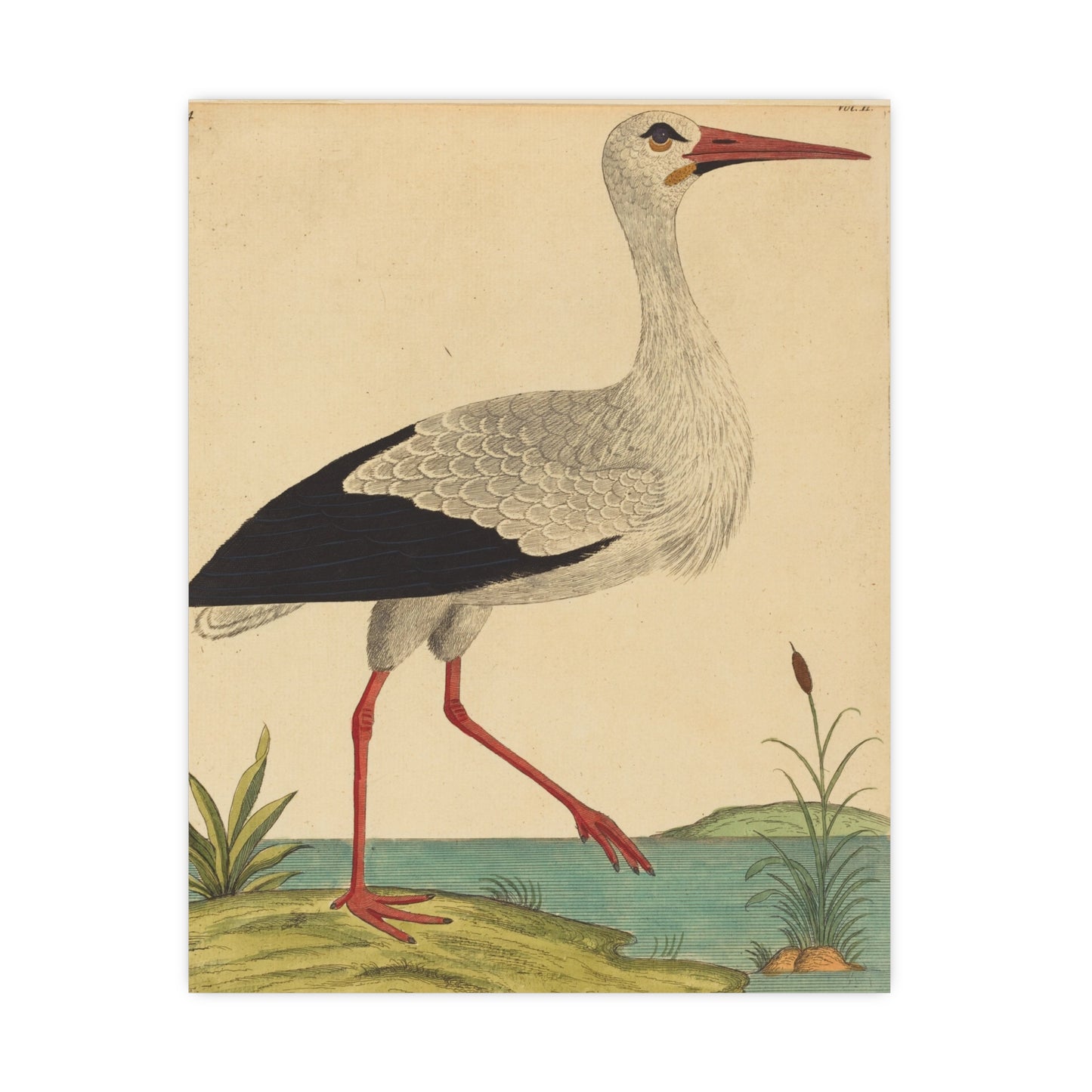 White Stork - Vintage Natural History Fine Art Poster