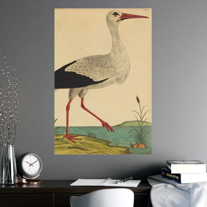White Stork - Vintage Natural History Fine Art Poster