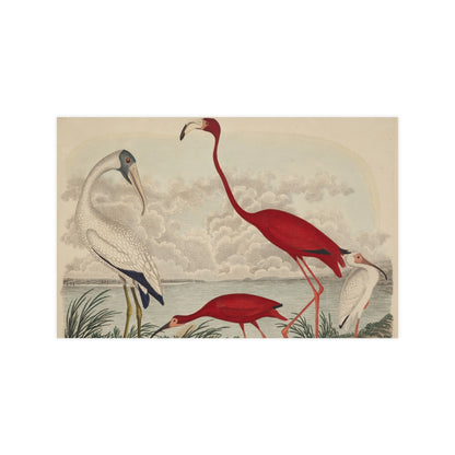 Scarlet Ibis and Flamingo - Vintage Bird Fine Art Poster