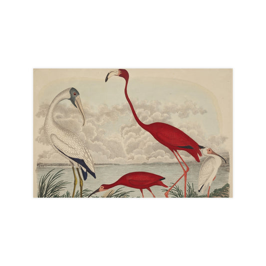 Scarlet Ibis and Flamingo - Vintage Bird Fine Art Poster