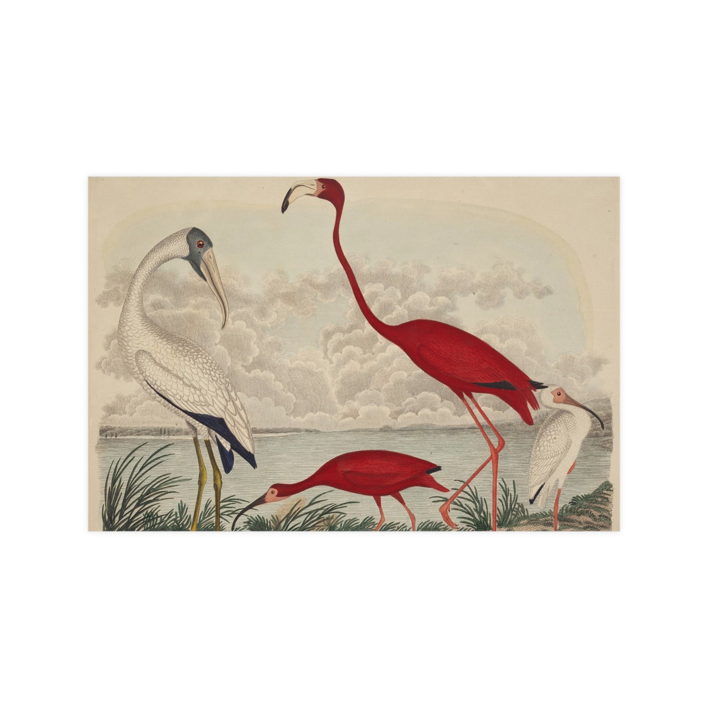 Scarlet Ibis and Flamingo - Vintage Bird Fine Art Poster