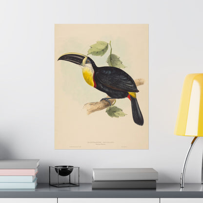 Tropical Toucan - Vintage Birdwatcher Art Print - Matte Vertical Poster - Elegant Bird Wall Art for Nature Lovers
