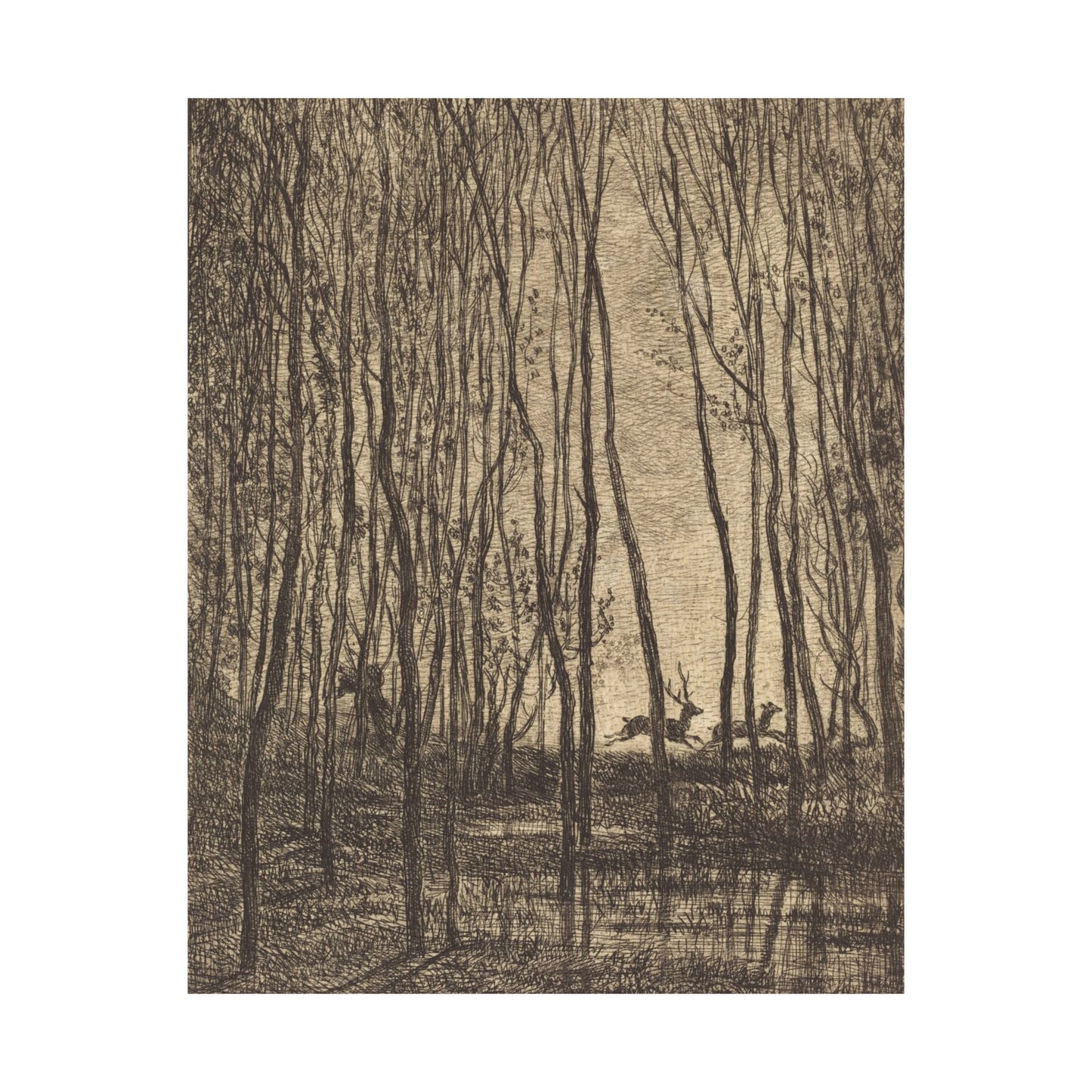 Deer Running Through Woods Nature Fine Art Print