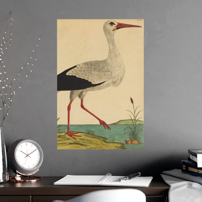 White Stork - Vintage Natural History Fine Art Poster