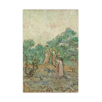 The Olive Orchard - Van Gogh Fine Art Poster