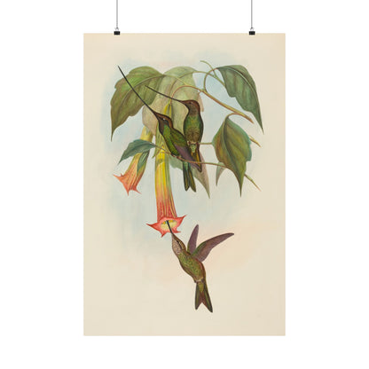 Hummingbird Botanical Art Print - Matte Vertical Poster - Nature Inspired Wall Art - Vintage Bird Watcher Art