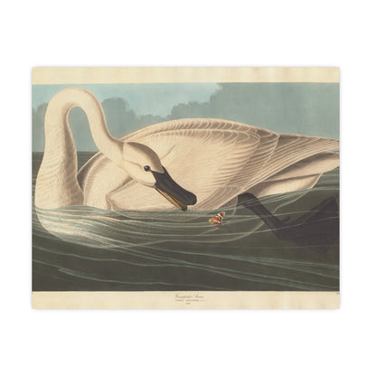 Trumpeter Swan - Audubon Fine Art Poster