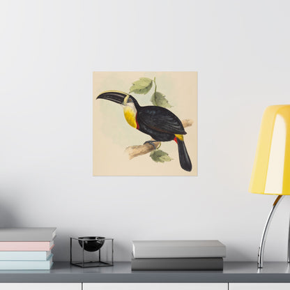 Tropical Toucan - Vintage Birdwatcher Art Print - Matte Vertical Poster - Elegant Bird Wall Art for Nature Lovers