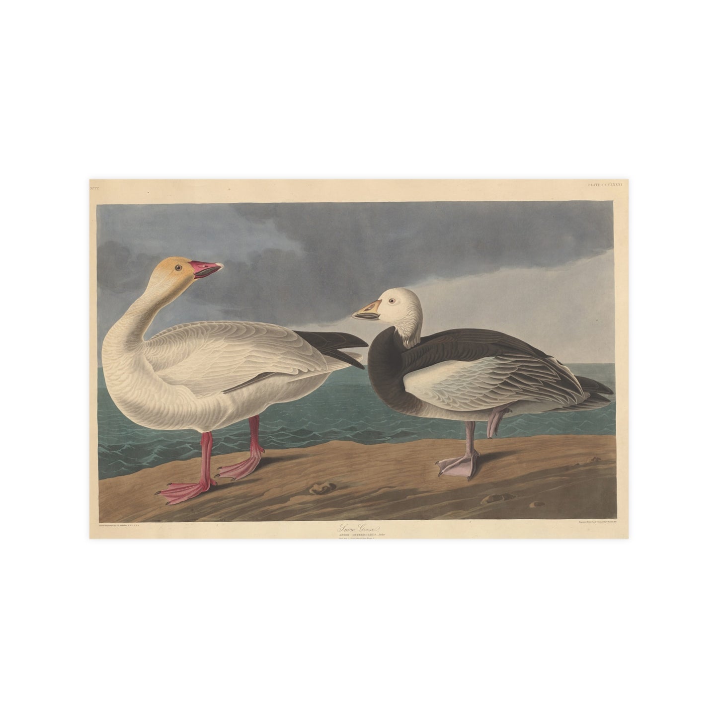 Snow Goose - Audubon Fine Art Poster
