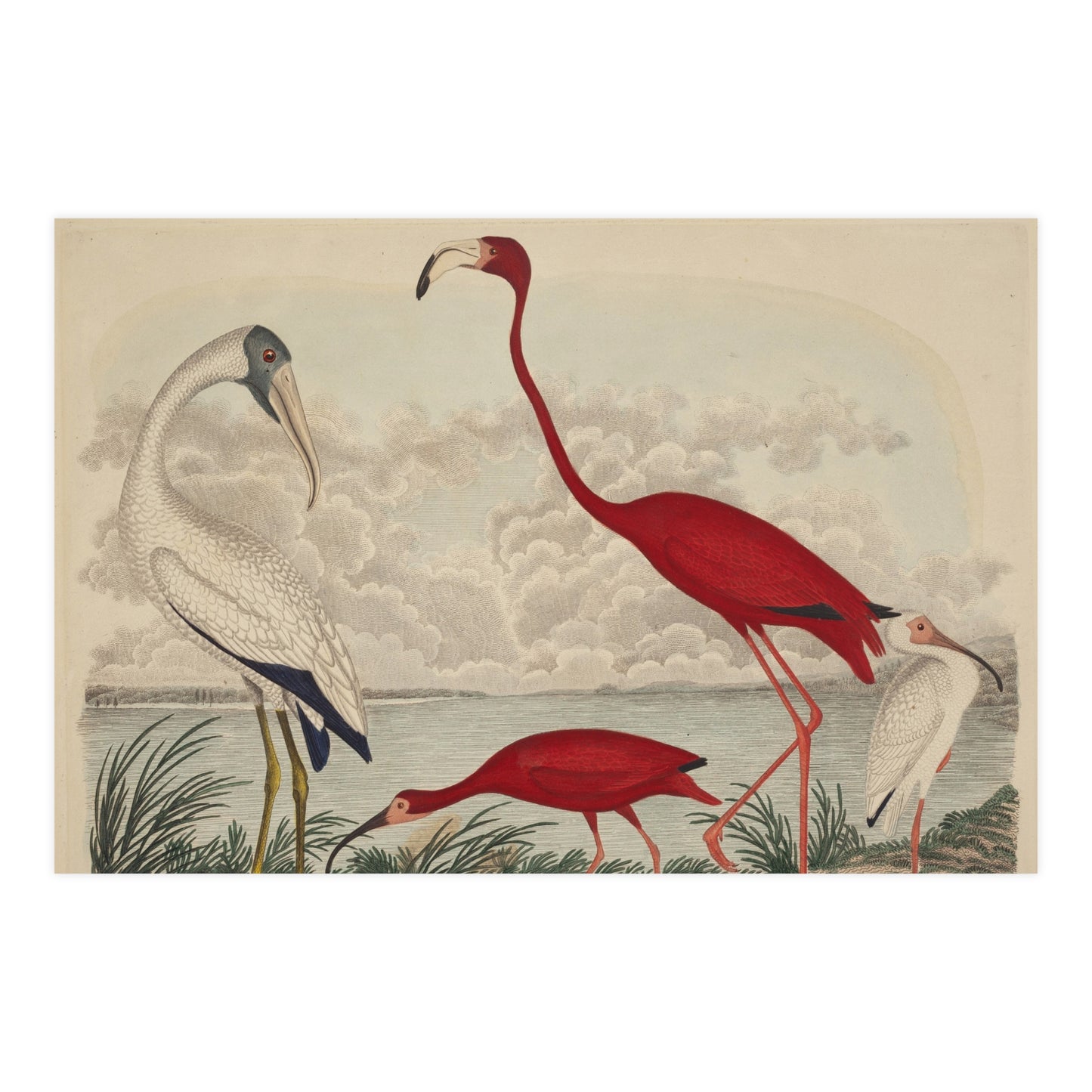 Scarlet Ibis and Flamingo - Vintage Bird Fine Art Poster