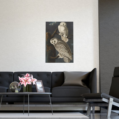 Snowy Owl - Audubon Birds - Fine Art Print