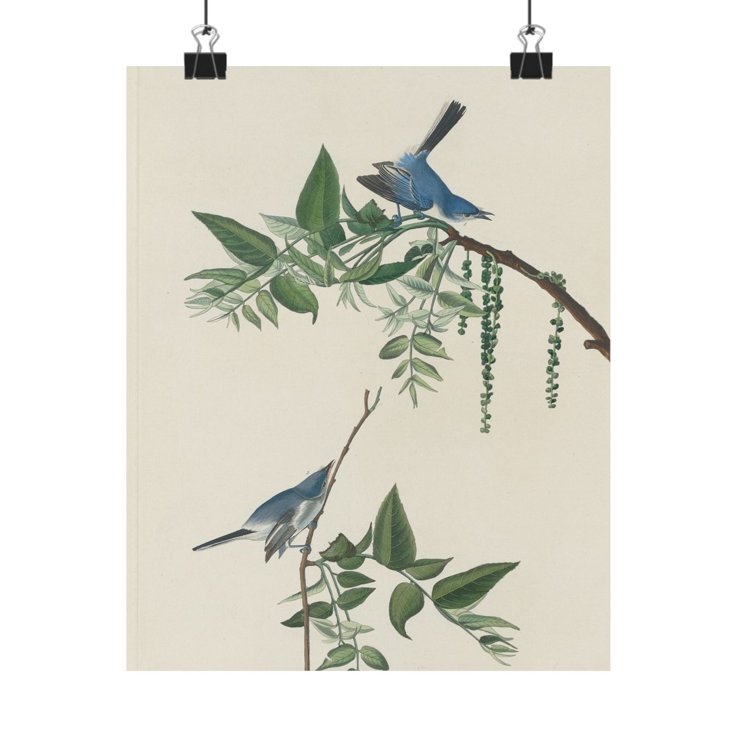 Vintage Bluebirds Botanical Print - Nature-Inspired Art - Matte Vertical Poster with Bluebirds