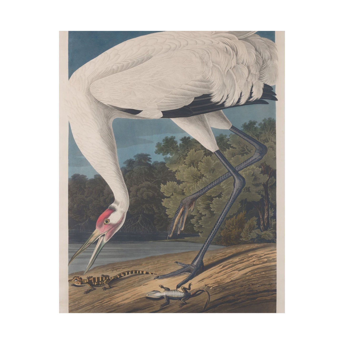 Crane in the Glades - Vintage Fine Art Print - Art Print - Poster for Nature Lovers & Birdwatchers