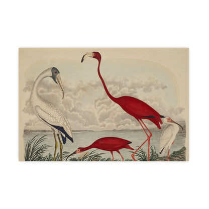 Scarlet Ibis and Flamingo - Vintage Bird Fine Art Poster