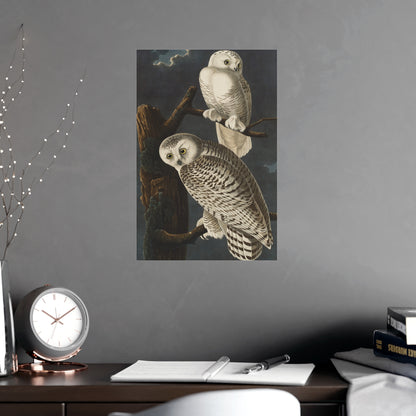 Snowy Owl - Audubon Birds - Fine Art Print