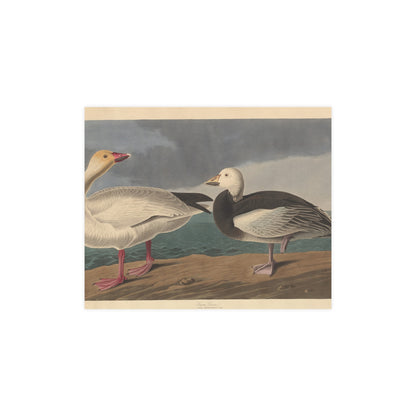 Snow Goose - Audubon Fine Art Poster