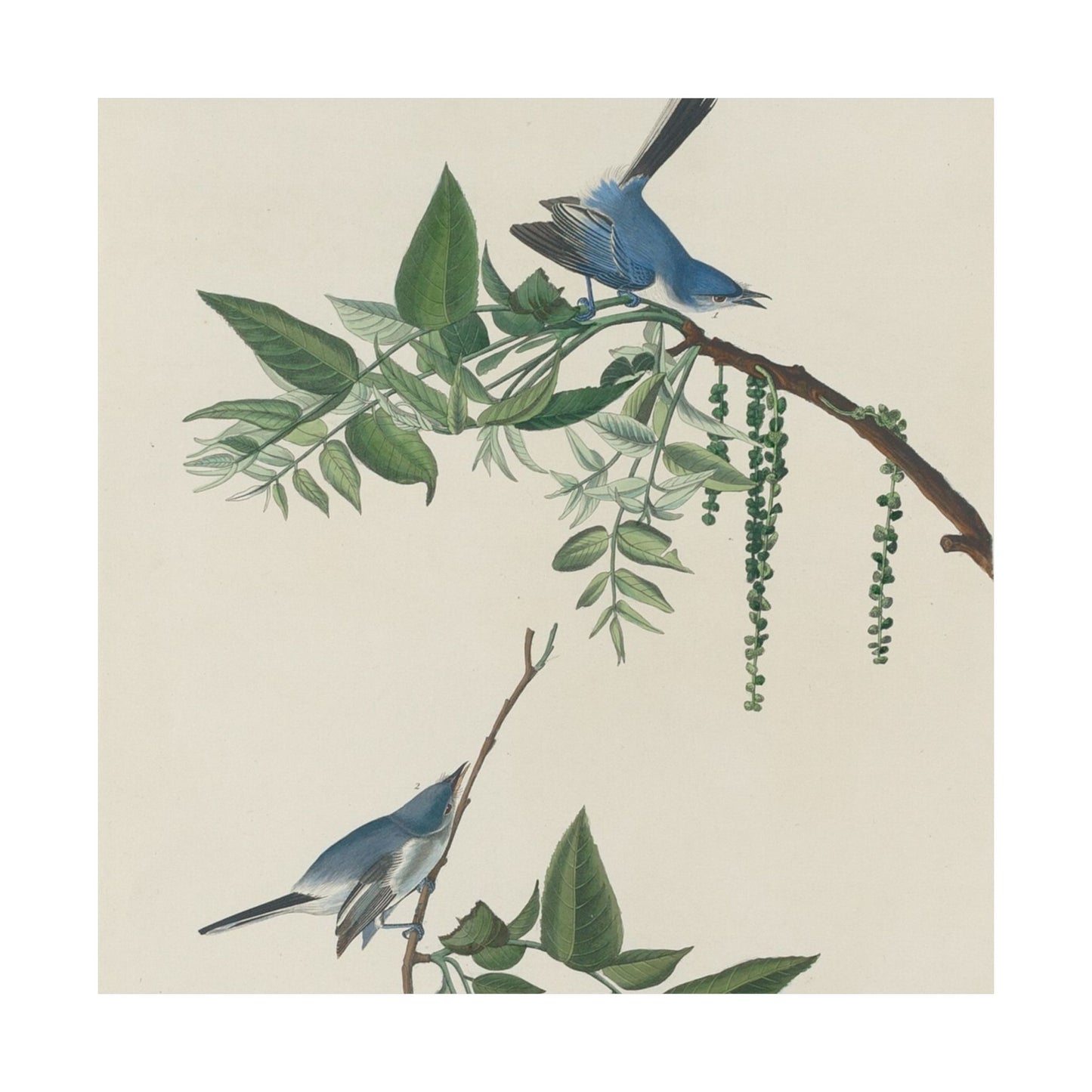 Vintage Bluebirds Botanical Print - Nature-Inspired Art - Matte Vertical Poster with Bluebirds