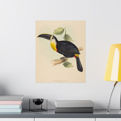 Tropical Toucan - Vintage Birdwatcher Art Print - Matte Vertical Poster - Elegant Bird Wall Art for Nature Lovers